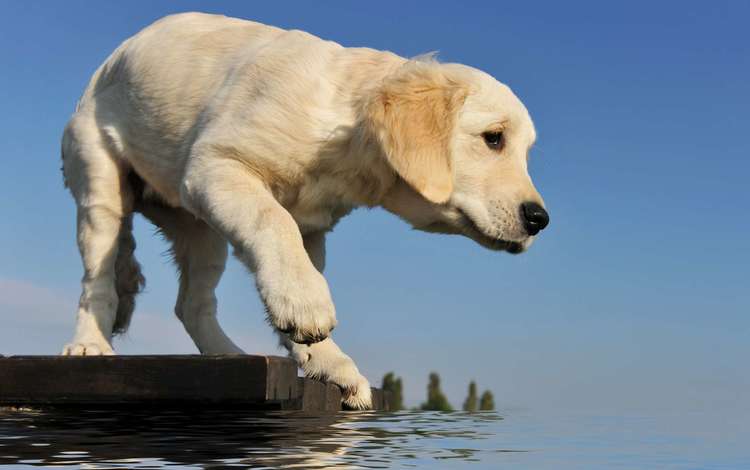 вода, мостик, собака, щенок, лапа, ретривер, золотистый ретривер, water, the bridge, dog, puppy, paw, retriever, golden retriever