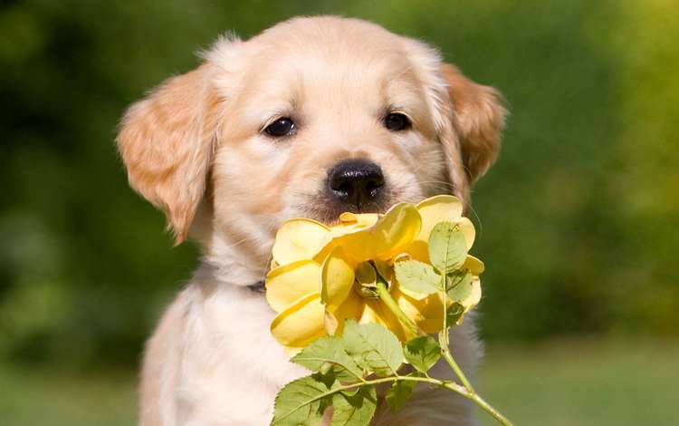 цветок, роза, собака, щенок, подарок, ретривер, золотистый ретривер, flower, rose, dog, puppy, gift, retriever, golden retriever