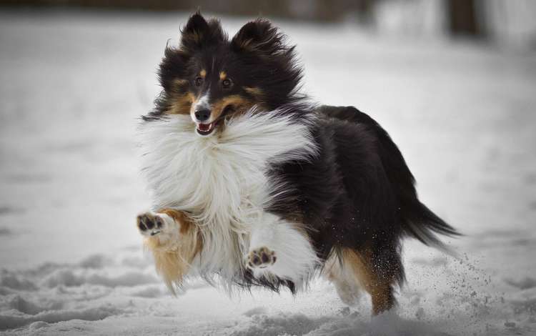 снег, мордочка, собака, бег, лапки, колли, колли длинношёрстный, snow, muzzle, dog, running, legs, collie