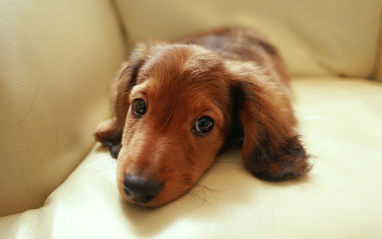глаза, мордочка, взгляд, собака, щенок, диван, такса, такса на диване, eyes, muzzle, look, dog, puppy, sofa, dachshund, dachshund on the couch