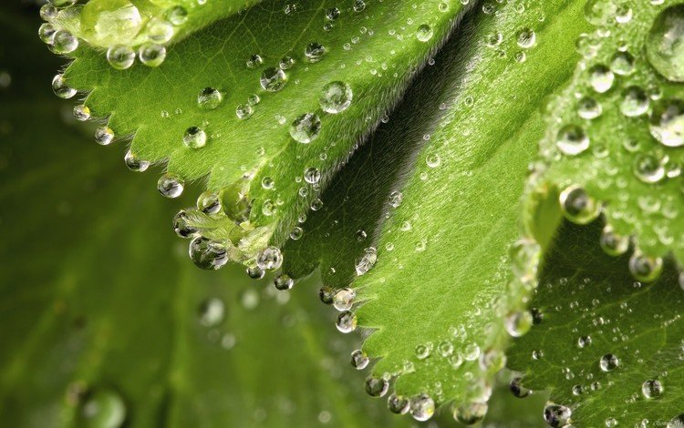 зеленые листочки, капельки росы, green leaves, drops of dew