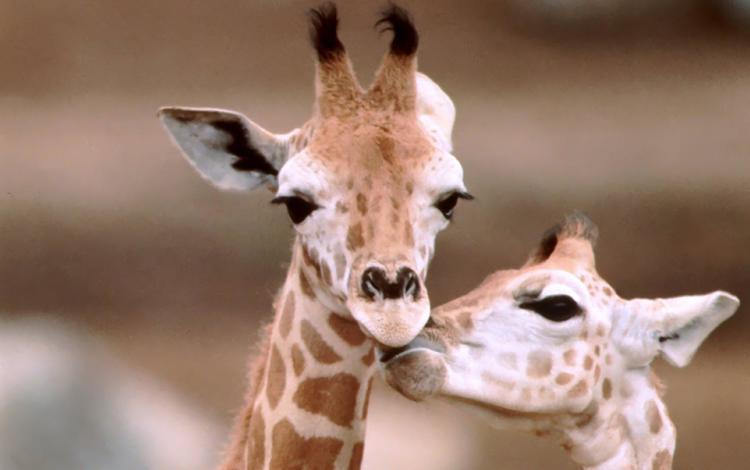 жираф, жирафы, рожки, шея, giraffe, giraffes, horns, neck