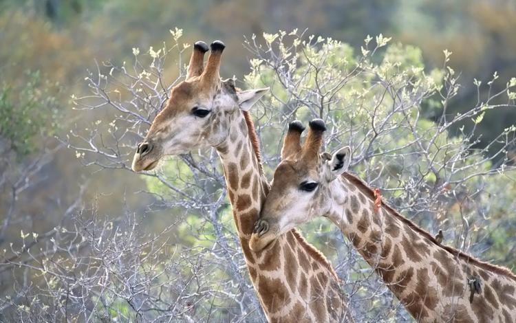 животные, ветки, жираф, жирафы, шея, animals, branches, giraffe, giraffes, neck