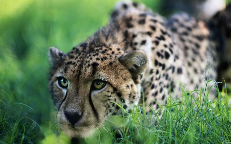 гепард, на, охоте, cheetah, on, hunting