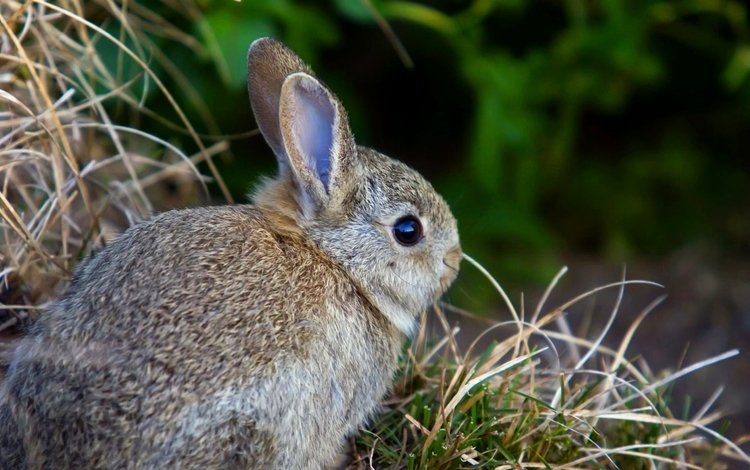 трава, заяц, зайчик, зайчонок, grass, hare, bunny