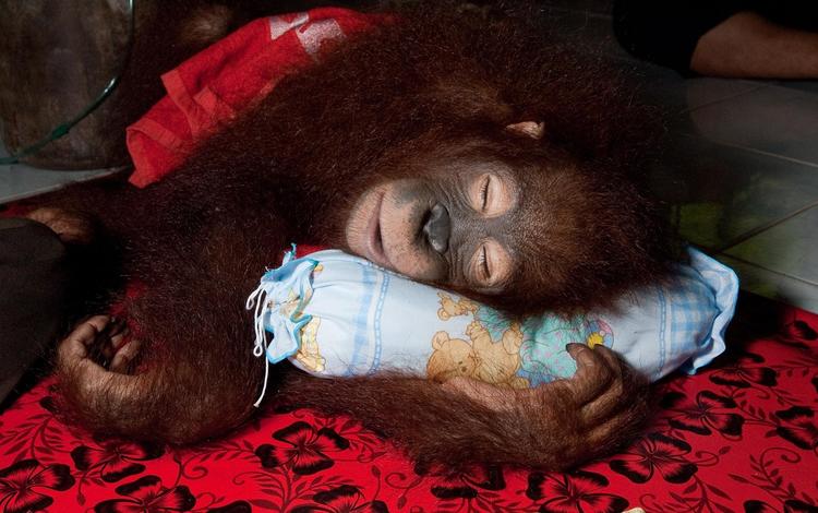 мордочка, орангутан, лапы, спит, обезьяна, подушка, детеныш, примат, орангутанг, muzzle, paws, sleeping, monkey, pillow, cub, the primacy of, orangutan