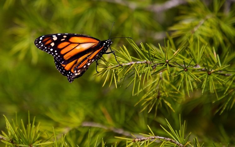 природа, хвоя, насекомое, ветки, бабочка, крылья, монарх, nature, needles, insect, branches, butterfly, wings, monarch