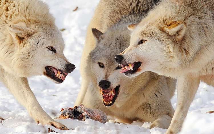 драка, снег, клыки, хищники, оскал, волки, стая, волк, добыча, fight, snow, fangs, predators, grin, wolves, pack, wolf, mining