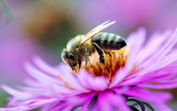 макро, цветок, насекомые, пчела, macro, flower, insects, bee