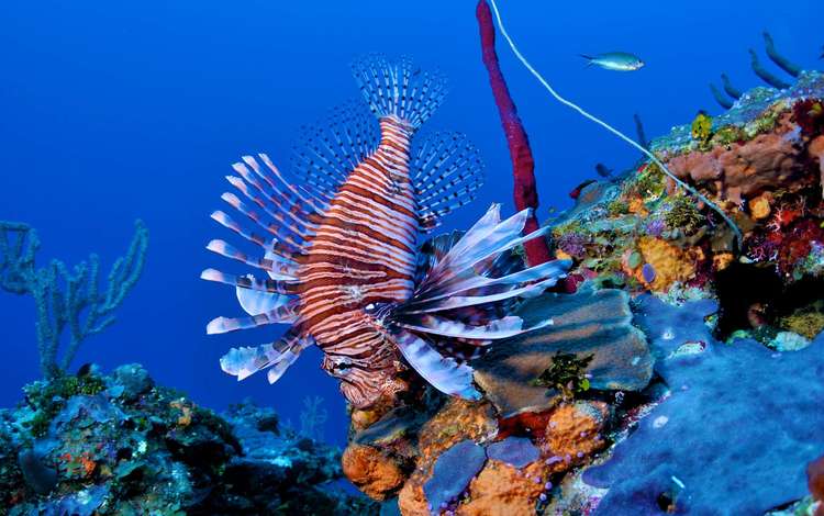 кораллы, рыба, риф, подводный мир, крылатка, рыба-лев, corals, fish, reef, underwater world, lionfish, lion fish