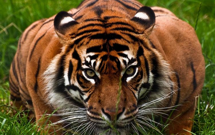 тигр, морда, трава, взгляд, хищник, большая кошка, охота, tiger, face, grass, look, predator, big cat, hunting