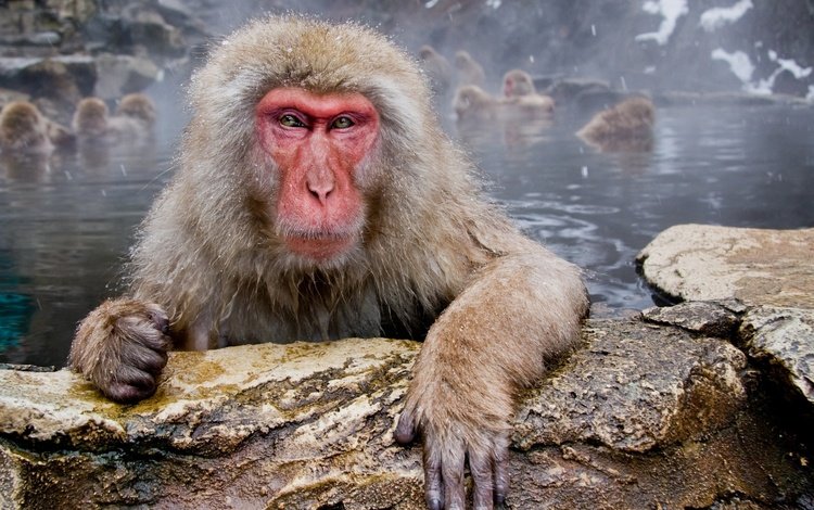 морда, вода, взгляд, макаки, обезьяны, японский макак, face, water, look, macaques, monkey, japanese macaques