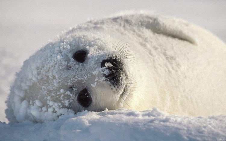 снег, тюлень, детеныш, беляк, snow, seal, cub, whitey
