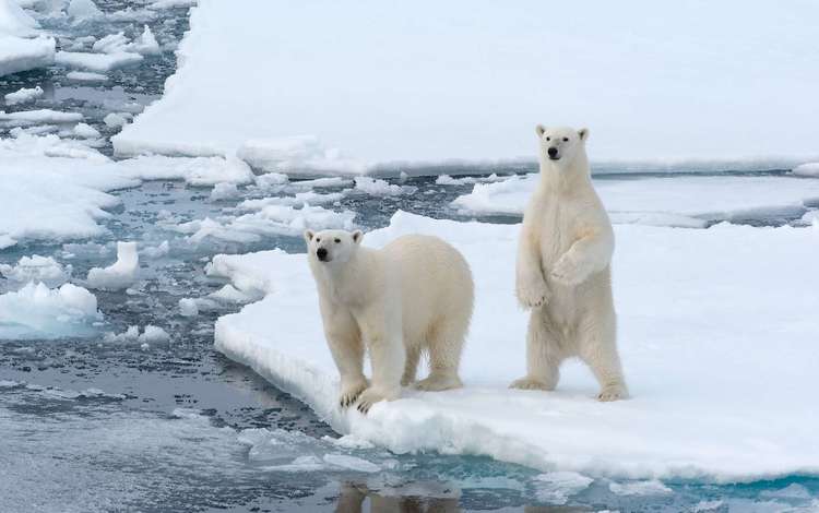 полярный медведь, белые, медведи, белый медведь, арктика, polar bear, white, bears, arctic