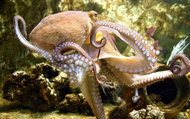 осьминог, моллюск, подводный мир, спрут, octopus, clam, underwater world