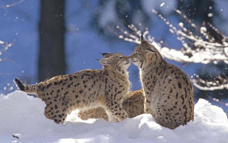 снег, зима, рысь, животные, дикая кошка, рыси, snow, winter, lynx, animals, wild cat