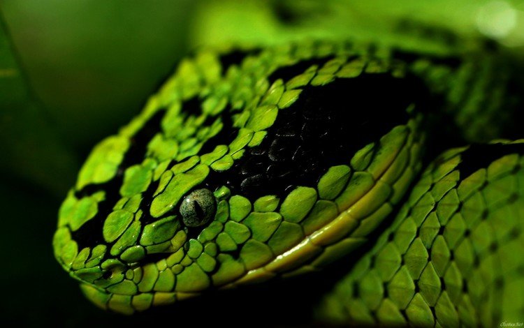 змея, зеленая, snake, green