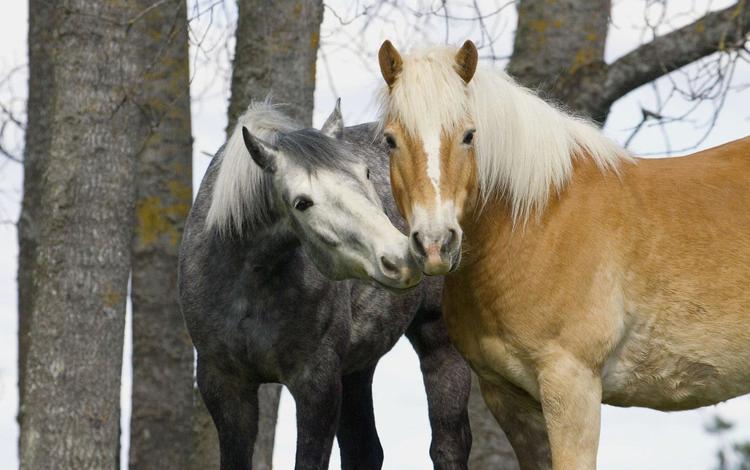 лошади, нежность, две, horse, tenderness, two