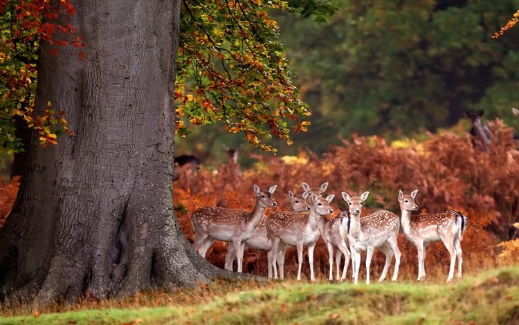 олени, бэмби, deer, bambi