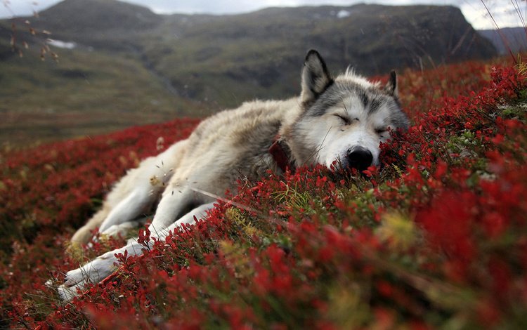 цветы, природа, сон, собака, лежит, весна, хаски, flowers, nature, sleep, dog, lies, spring, husky