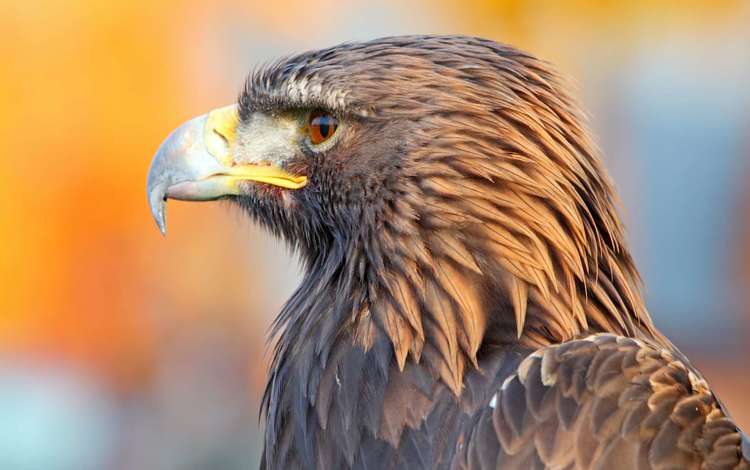 орел, профиль, птица, клюв, перья, хищная птица, eagle, profile, bird, beak, feathers, bird of prey