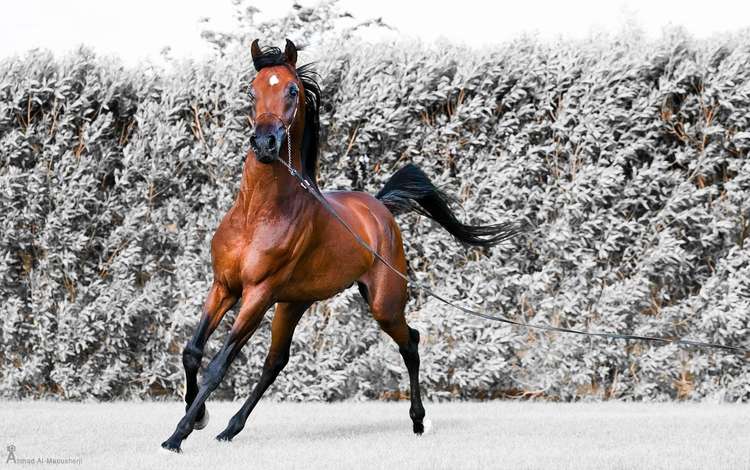 лошадь, снег, конь, бег, жеребец, horse, snow, running, stallion
