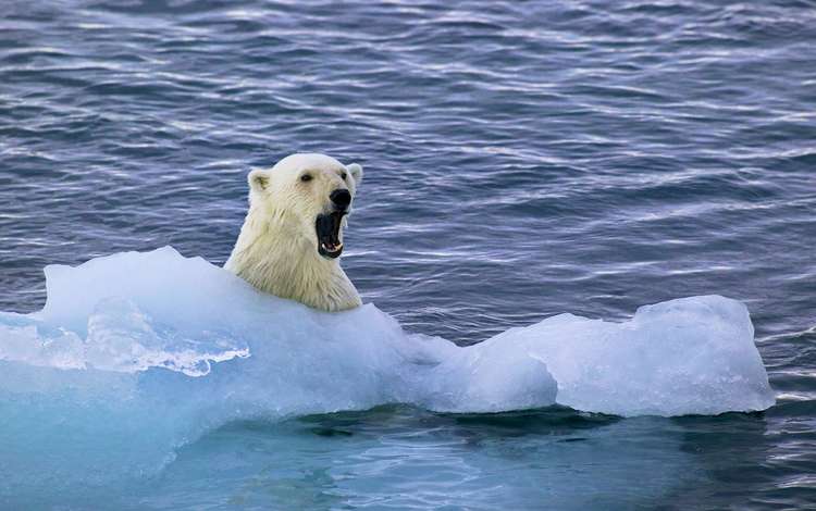 вода, полярный медведь, медведь, белый, белый медведь, льдина, арктика, миша, water, polar bear, bear, white, floe, arctic, mike