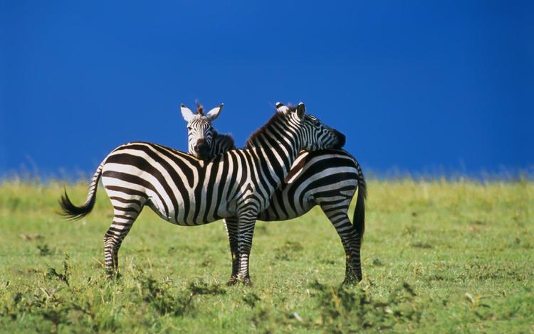 зебра, любовь, zebra, love