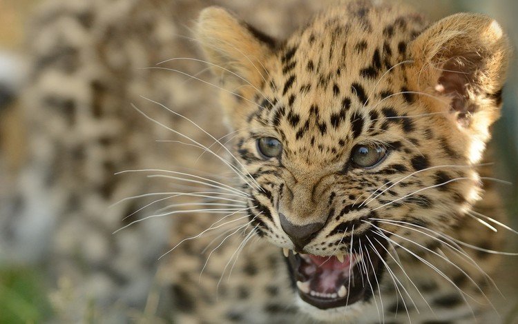 леопард, детеныш, leopard, cub