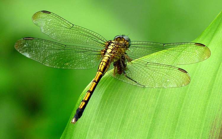 зелёный, фон, насекомые, стрекоза, green, background, insects, dragonfly