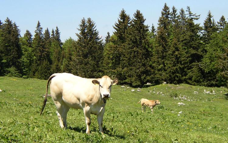 трава, корова, телёнок, grass, cow, calf