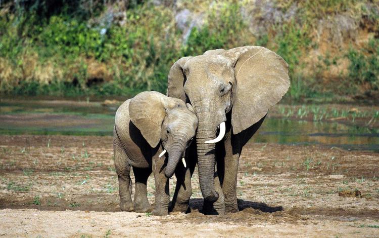 слон, детеныш, слоненок, elephant, cub