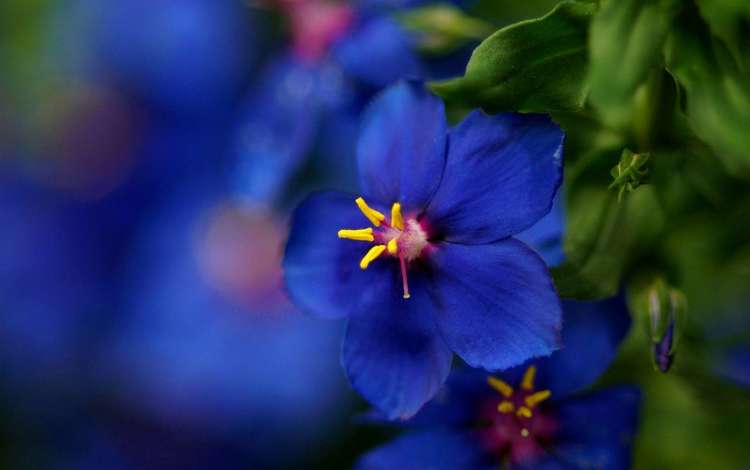 макро, синий, цветок, размытость, красиво, macro, blue, flower, blur, beautiful