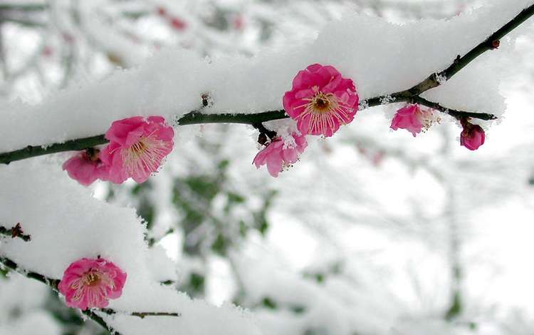 цветы, ветка, снег, весна, сакура, flowers, branch, snow, spring, sakura