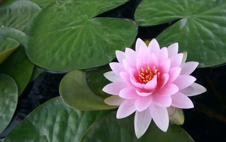 цветок, лепестки, пруд, зеленые листья, кувшинка, водяная лилия, flower, petals, pond, green leaves, lily, water lily