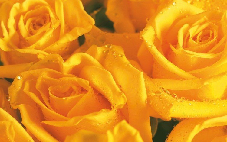 бутон, букет цветов, желтая роза, букет роз, bud, a bouquet of flowers, yellow rose, a bouquet of roses