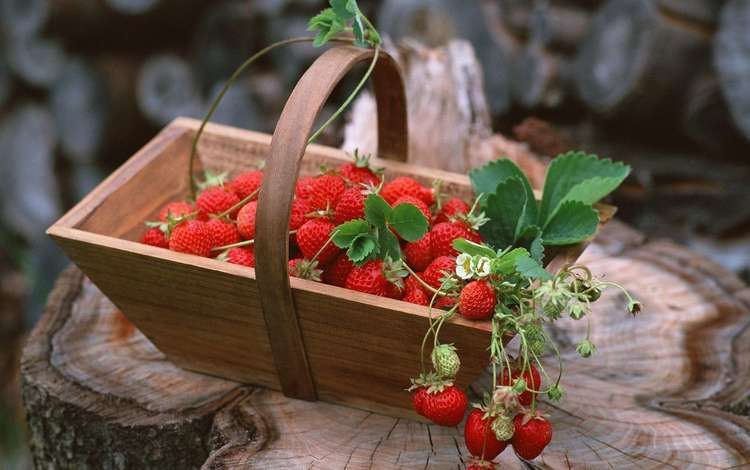 корзина, ягоды, земляника, basket, berries, strawberries