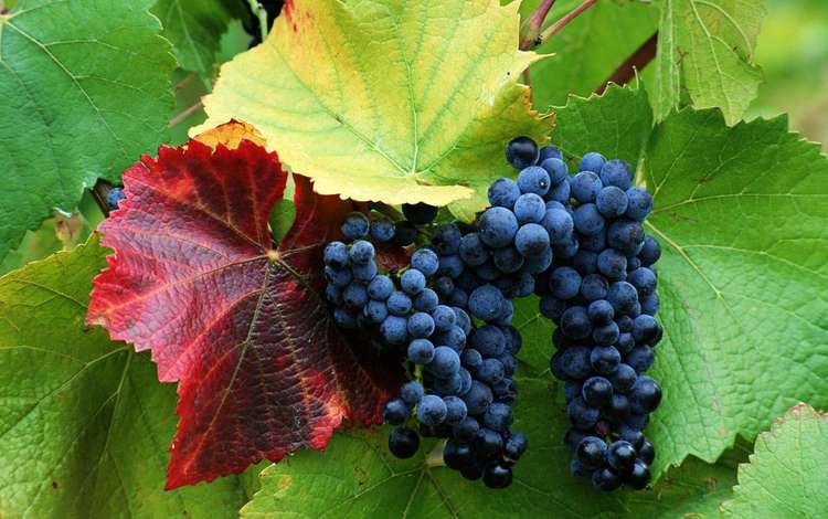 виноград, черный, кисть, гроздь, виноградная лоза, grapes, black, brush, bunch, vine