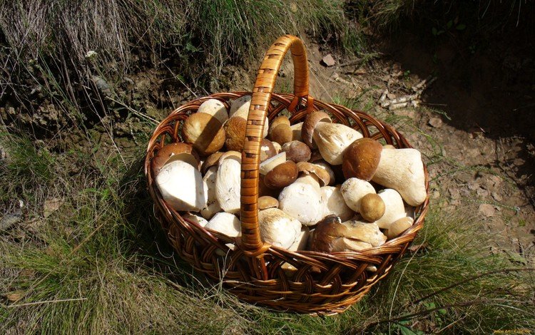 трава, грибы, корзинка, лукошко, белые грибы, grass, mushrooms, basket, white mushrooms