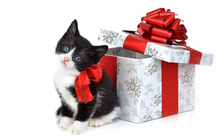 котенок, маленький, подарок, симпатичные, в подарок, с котенком, kitty, small, gift, cute, as a gift, with a kitten