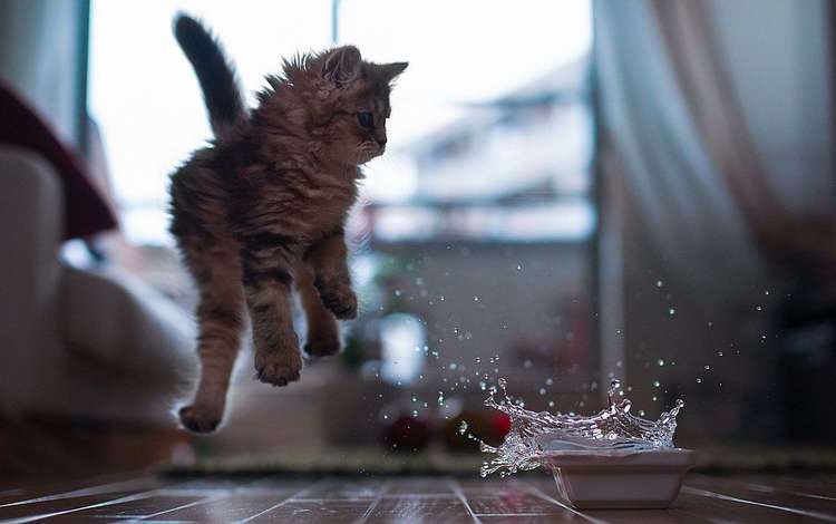 вода, кот, кошка, котенок, брызги, прыжок, миска, water, cat, kitty, squirt, jump, bowl