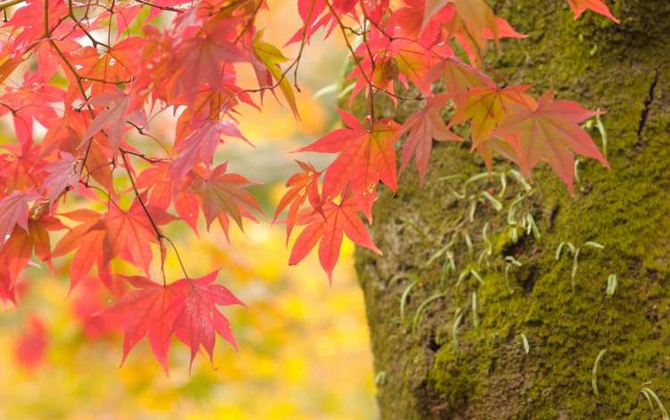 природа, дерево, листья, макро, ветки, осень, клен, nature, tree, leaves, macro, branches, autumn, maple