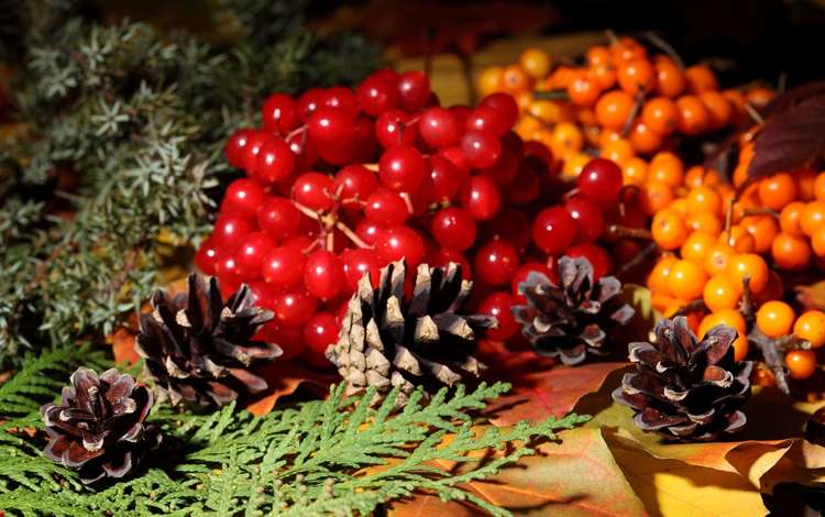 осень, ягоды, шишки, рябина, калина, autumn, berries, bumps, rowan, kalina