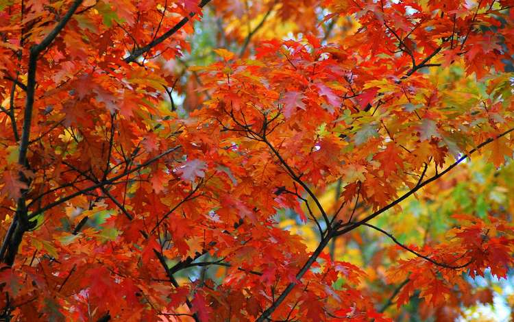 дерево, листья, макро, ветки, осень, клен, кленовый лист, tree, leaves, macro, branches, autumn, maple, maple leaf