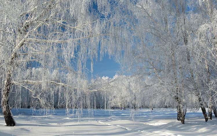 снег, лес, зима, иней, snow, forest, winter, frost
