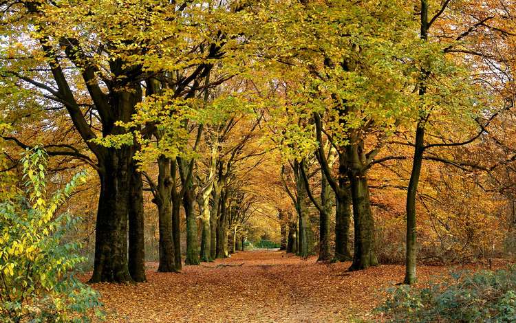 деревья, природа, пейзаж, парк, ветки, листва, осень, аллея, trees, nature, landscape, park, branches, foliage, autumn, alley