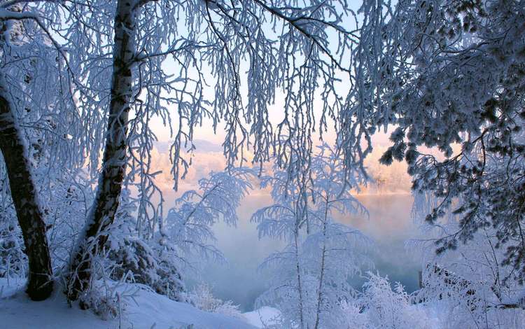 деревья, снег, лес, зима, иней, trees, snow, forest, winter, frost