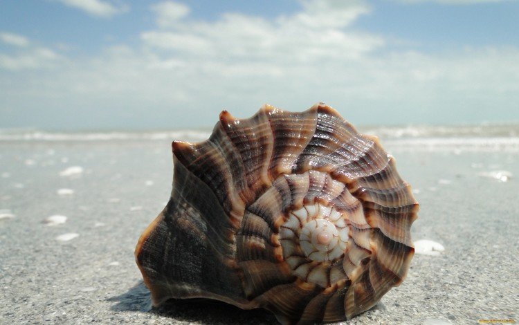 песок, ракушки, sand, shell