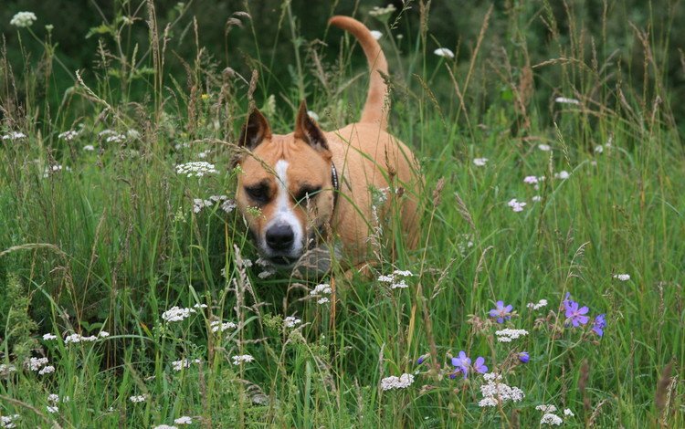 цветы, трава, собака, друг, flowers, grass, dog, each