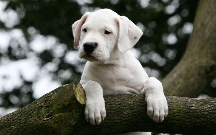 дерево, собака, щенок, дог, аргентинский дог, tree, dog, puppy, the dogo argentino